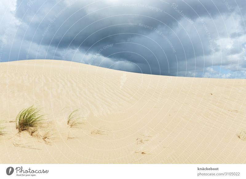list auf sylt Ferien & Urlaub & Reisen Tourismus Ausflug Sommer Sommerurlaub Strand Insel Umwelt Natur Landschaft Sand Wolken Gewitterwolken Wetter Unwetter