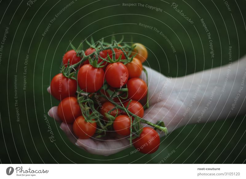 Ein Strauch voller Bio Tomaten Lebensmittel Salat Salatbeilage Ernährung Diät Hand Natur Pflanze Sträucher Nutzpflanze Garten Feld saftig grün rot Landwirt