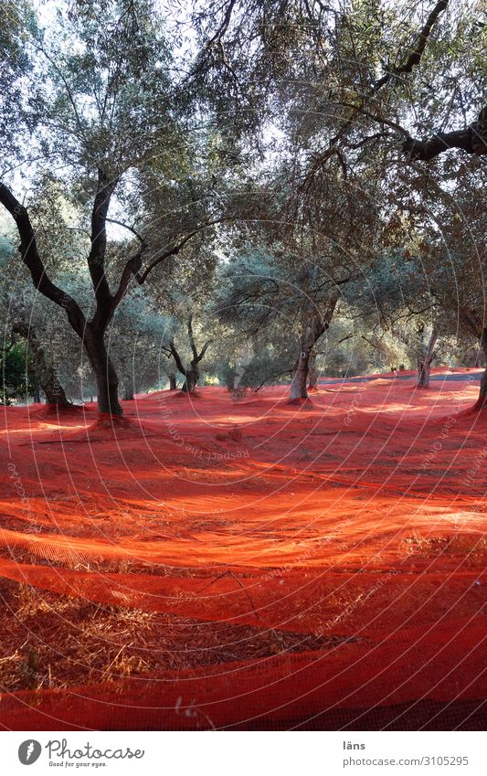 Olivenbaum Ernte Griechenland Kreta Netze rot