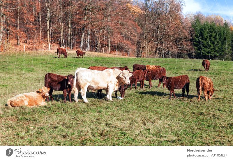 Rinder auf der Weide im Herbst Ausflug Beruf Landwirtschaft Forstwirtschaft Natur Landschaft Schönes Wetter Baum Gras Wiese Wald Tier Nutztier Kuh Tiergruppe