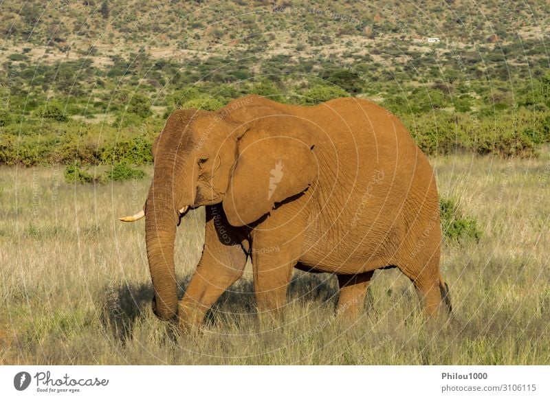 Ein alter Elefant in der Savanne Spielen Ferien & Urlaub & Reisen Safari Natur Tier Park groß Afrika Kenia Samburu Afrikanisch Schlacht Verhalten kämpfen