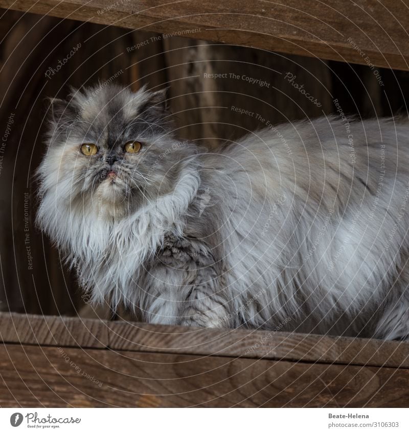 Welt der Tiere 16 Katze Rassenkatze fluffig langhaarig Blick katzenhaft Fell grau weiß