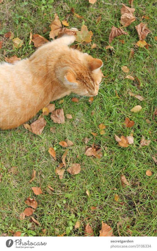 Herbstkatze Ton in Ton Umwelt Natur Gras Wiese Tier Haustier Katze Fell 1 Erholung liegen grün orange Zufriedenheit Warmherzigkeit Wachsamkeit ruhig Trägheit