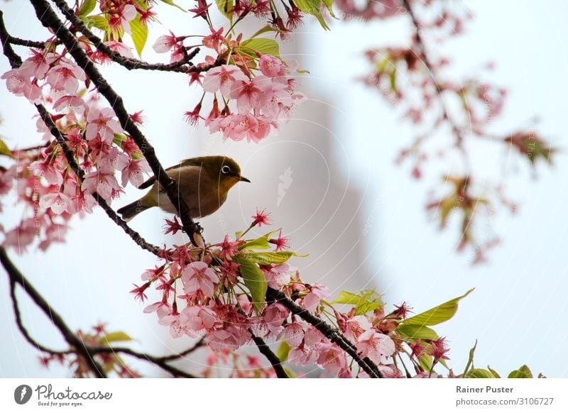 Mejiro in Tokyo zur Kirschblütenzeit Baum Blüte Park Sehenswürdigkeit Vogel Tier ruhig mejiro sakura Farbfoto Außenaufnahme Tag Schwache Tiefenschärfe Frühling