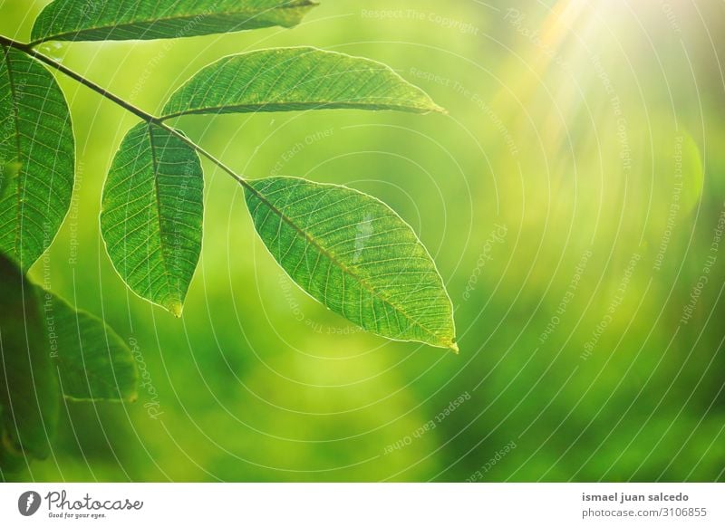 grüne Baumblätter und Sonnenlicht in der Natur, grüner Hintergrund Ast Blatt natürlich Jahreszeiten hell abstrakt Konsistenz Außenaufnahme Hintergrund neutral