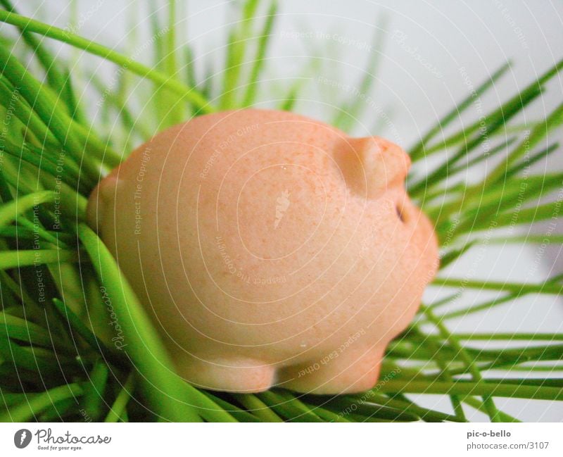 schweinchen Schwein Tier Miniatur Gras rosa grün Dinge marzipan
