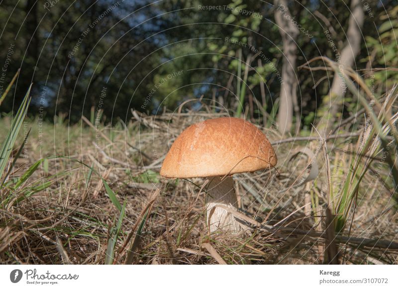 a stone mushroom with his bright brown hat stands on a clearing Lebensmittel Gemüse Ernährung Lifestyle Freude Mensch Natur Pflanze frisch Gesundheit braun