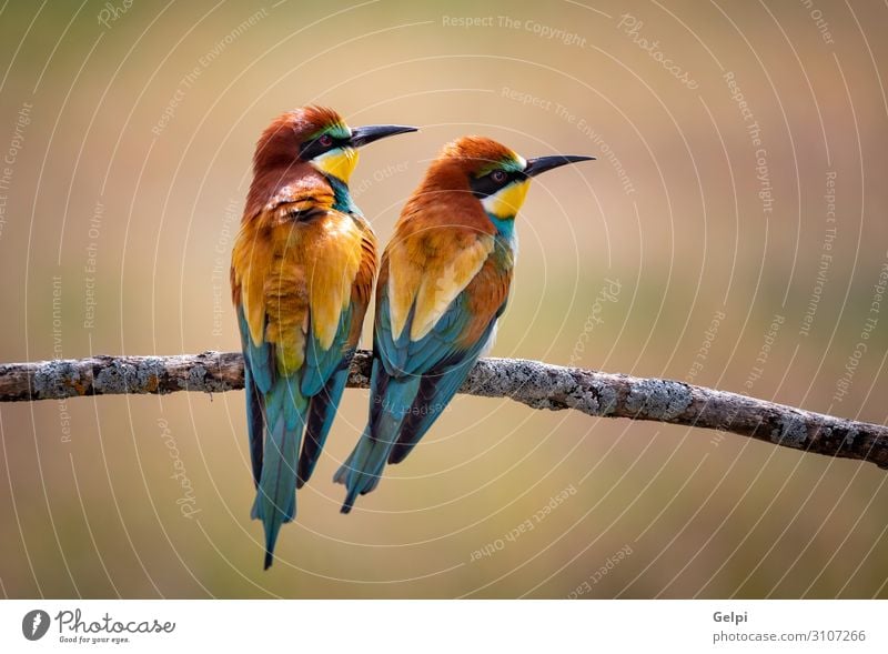 Liebe auf dem Ast exotisch schön Freiheit Partner Umwelt Natur Tier Park Vogel Biene Küssen klein wild blau gelb grün rot Farbe Zusammenhalt Tierwelt