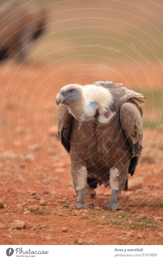 Griffon Vulture (Gyps fulvus) freigegeben Vogel Geier Tier Schnabel Natur Adler wild Hühnervögel Aasfresser Feder Raptor Landraubtier Prater Pretoria Greifvogel