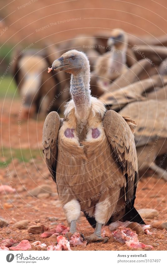Griffon Vulture (Gyps fulvus) freigegeben Vogel Geier Tier Schnabel Natur Hühnervögel Aasfresser wild Feder Landraubtier Prater Pretoria Kopf Beute Gänsegeier