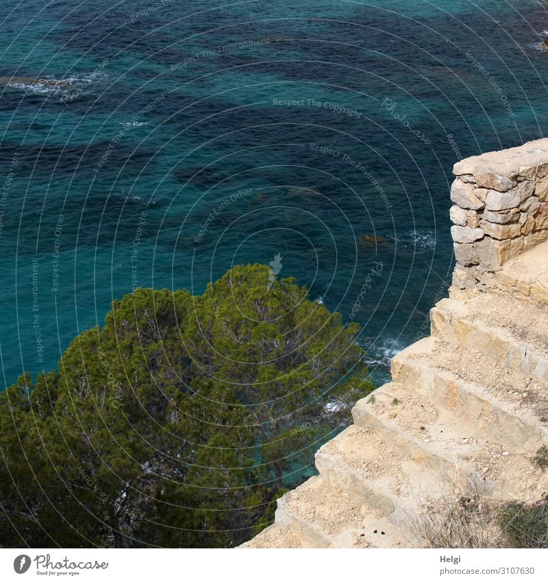 alte Steintreppe führt abwärts zum Meer Umwelt Natur Pflanze Wasser Frühling Baum Küste Bucht Mittelmeer Insel Mallorca Mauer Wand Treppe stehen authentisch