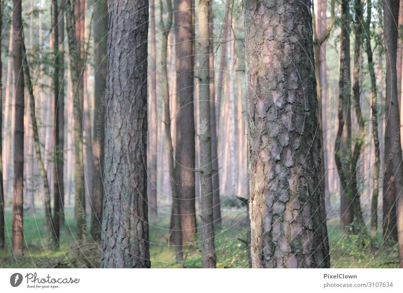 Wald Design Ferien & Urlaub & Reisen Tourismus Ausflug Umwelt Natur Landschaft Pflanze Tier Baum Moos Grünpflanze Nutzpflanze Wildpflanze Wachstum schön braun
