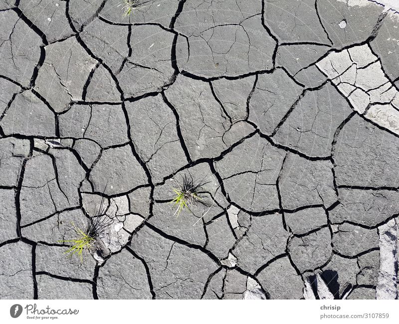 Risse in der Erde Umwelt Natur Pflanze Wärme Dürre Gras Grünpflanze dreckig trocken Klima Überleben Wachstum Wandel & Veränderung Farbfoto Außenaufnahme Muster