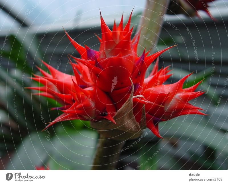 rote blüte Pflanze Blume Urwald