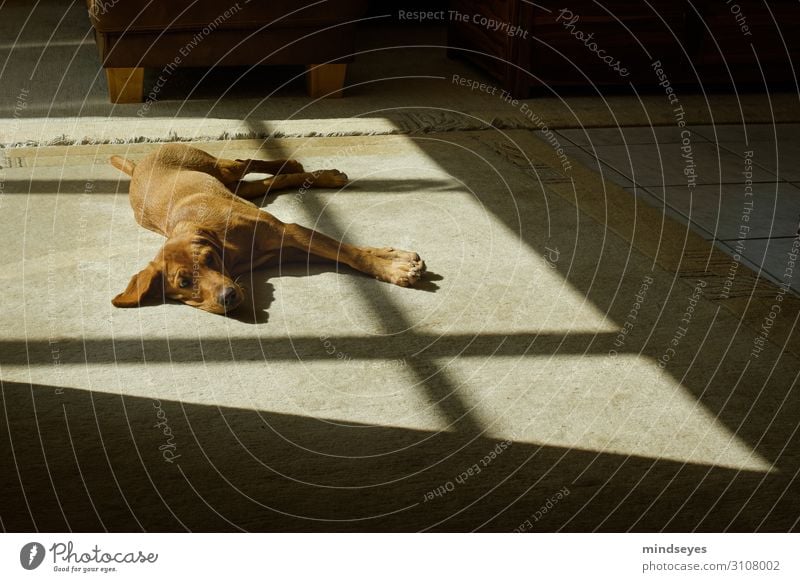 Labrador zwischen Licht und Schatten Wohnung Wohnzimmer Teppich Tier Haustier Hund 1 beobachten Erholung schlafen Freundlichkeit Warmherzigkeit Gelassenheit