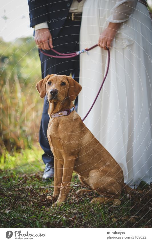 Hund mit Brautpaar Hochzeit Paar 2 Mensch 30-45 Jahre Erwachsene Natur Wiese Brautkleid Anzug Haustier Labrador Feste & Feiern Liebe Glück natürlich