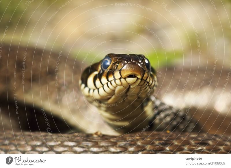 Grasschlangenkopf mit Blick auf die Kamera schön Haut Natur Tier Schlange natürlich wild braun gelb Angst gefährlich natrix Tierwelt Raubtier Lebewesen Reptil