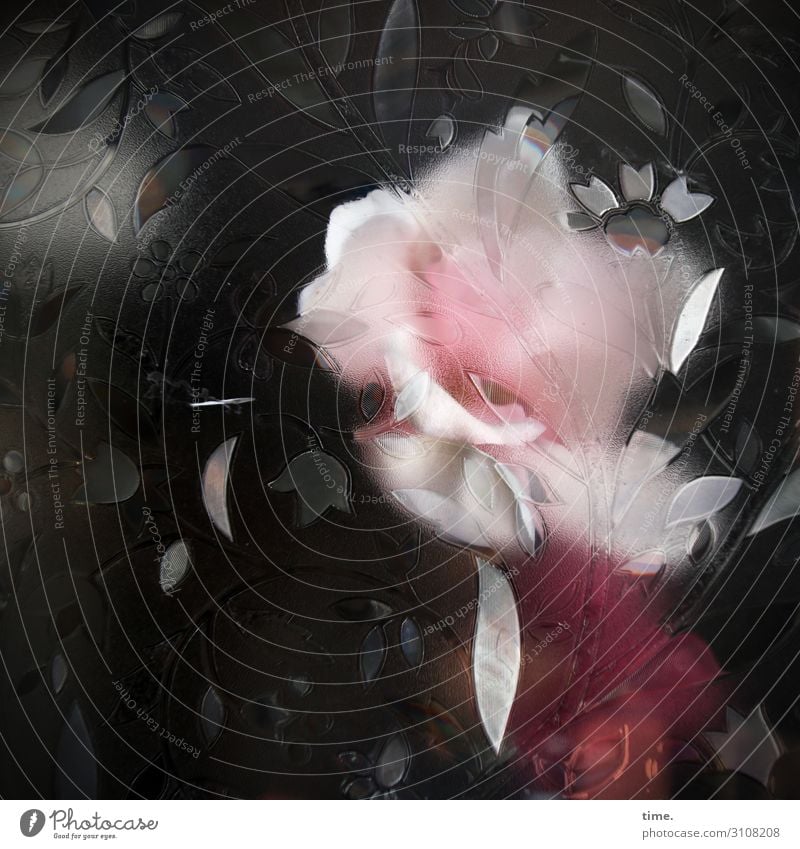 Roxy Music Blume Blüte Fenster Glasscheibe Schaufenster Dekoration & Verzierung Folie Design federartig außergewöhnlich gruselig Schutz Schüchternheit