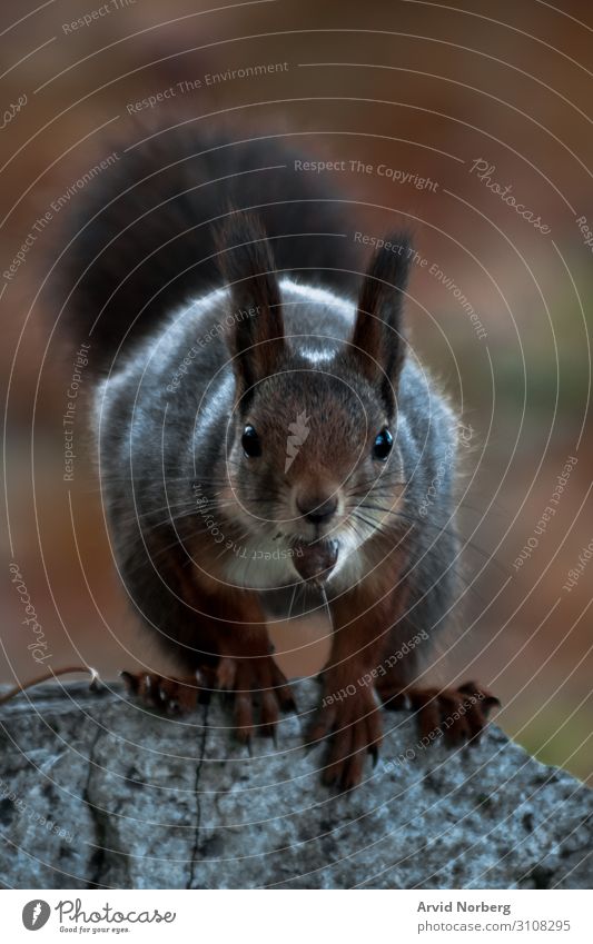 Ein Eichhörnchen, das in die Kamera starrt und eine Nuss im Mund hat bezaubernd Tier Herbst Hintergrund Schönheit Unschärfe verschwommen Bokeh braun neugierig