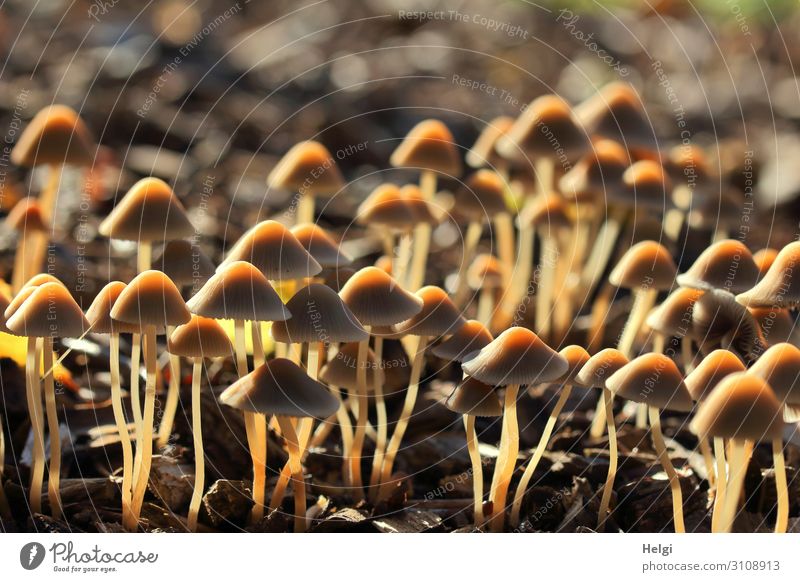 viele kleine braune Pilze wachsen im Gegenlicht im Park Umwelt Natur Landschaft Herbst Schönes Wetter leuchten stehen Wachstum ästhetisch authentisch