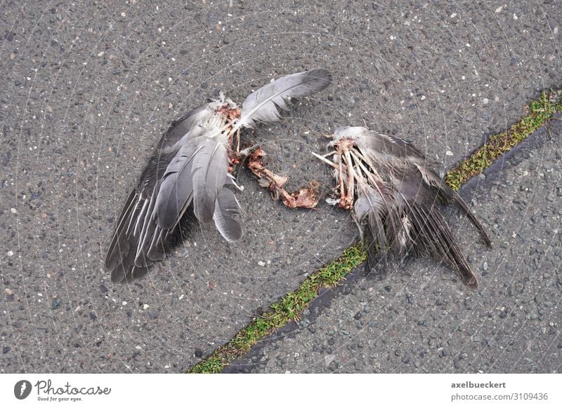 Vogel Kadaver Flügel Tier - ein lizenzfreies Stock Foto von Photocase