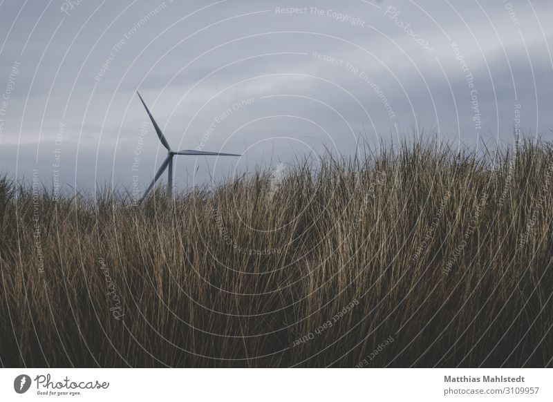 Windkraft Technik & Technologie Energiewirtschaft Erneuerbare Energie Windkraftanlage Umwelt Natur Landschaft Himmel Gras Küste Bewegung drehen nachhaltig
