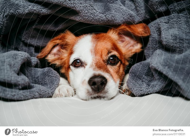 süsser kleiner Jack Russell auf dem Bett liegend, bedeckt mit grauer Decke Lifestyle Gesicht Freizeit & Hobby Winter Haus Tier Herbst Haustier Hund 1 atmen