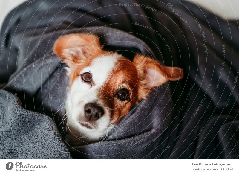 süsser kleiner Jack Russell auf dem Bett liegend, bedeckt mit grauer Decke Lifestyle Glück schön Gesicht Winter Haus Tier Herbst Haustier Hund schlafen warten