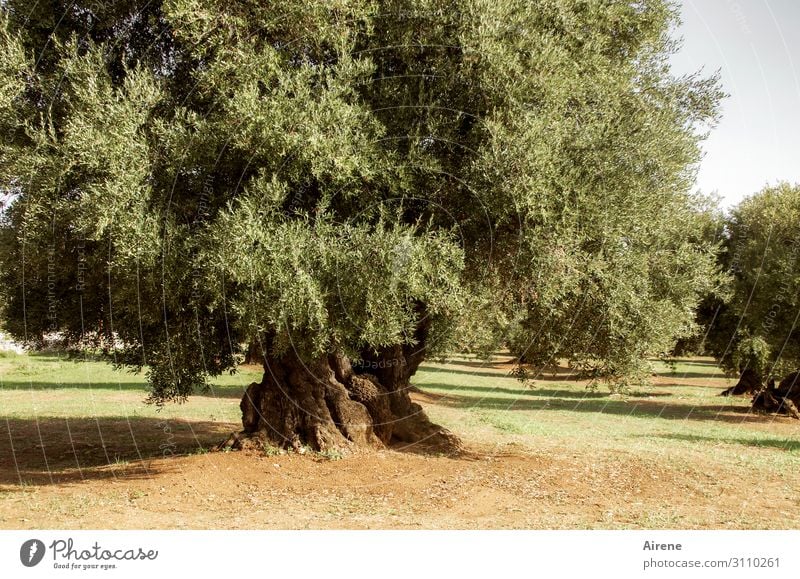 Ölproduzent Landwirtschaft Forstwirtschaft Pflanze Schönes Wetter Baum Nutzpflanze Olivenbaum Olivenhain alt einzigartig natürlich Originalität trocken grün
