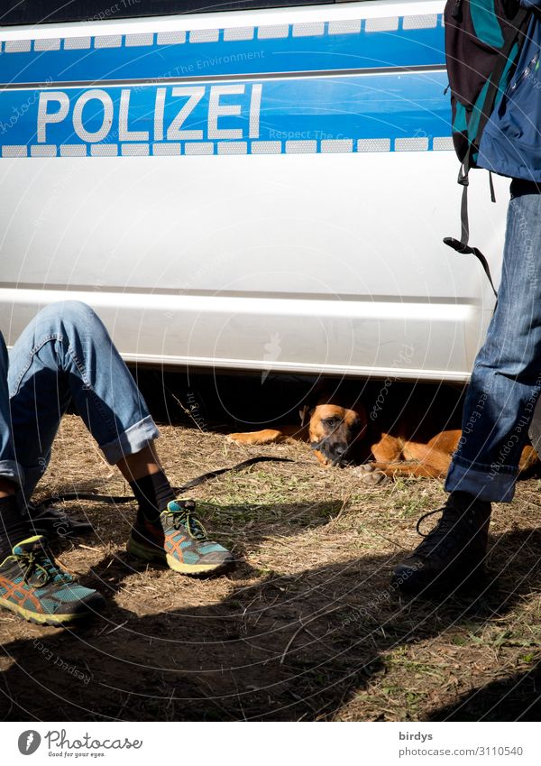 Ein Hund sucht Schatten unter einem Einsatzfahrzeug der Polizei. Schrift Polizei polizeieinsatz 18-30 Jahre Mensch 2 Jugendliche Erwachsene Polizeiwagen Tier