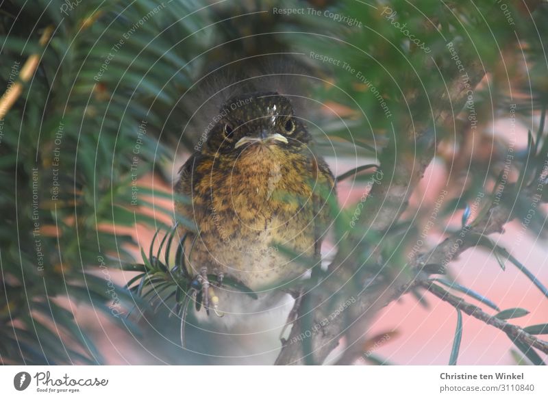 junges Rotkehlchen sitzt in einer Eibe und schaut in die Kamera Tier Sommer Pflanze Baum Wildtier Vogel 1 Tierjunges Blick sitzen außergewöhnlich klein Neugier