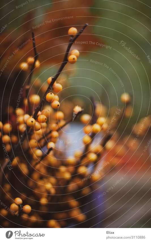 Herbstig Beerensträucher braun gelb Sträucher herbstlich Herbstfärbung orange Farbfoto Außenaufnahme Detailaufnahme Menschenleer Textfreiraum oben