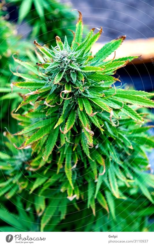 Medizinische Cannabiskultur fast erntereif Medikament Erholung Pflanze Wachstum Schmerz medizinisch Abhängigkeit Gesundheit bewässert Feldfrüchte präventiv