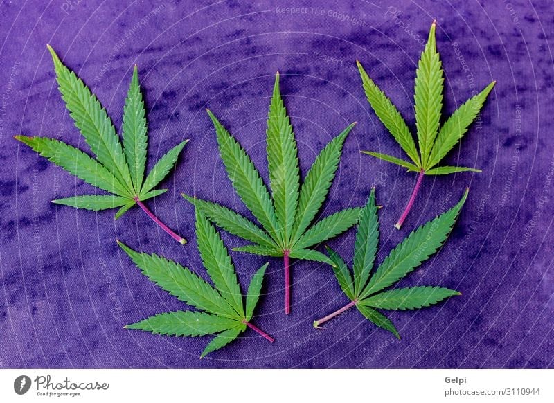 Medizinische Cannabisblätter Medikament Erholung Pflanze Blatt Wachstum Schmerz medizinisch Abhängigkeit purpur Gesundheit bewässert Feldfrüchte präventiv