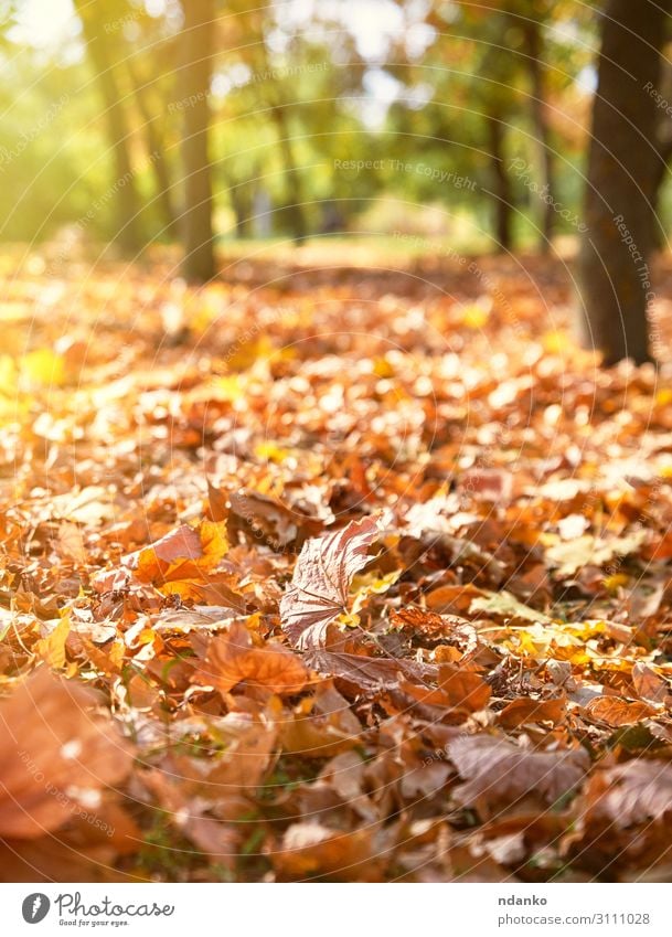 trockene gelbe Ahornblätter auf dem Boden schön Umwelt Natur Landschaft Pflanze Herbst Baum Blatt Park Wald hell natürlich braun gold grün Farbe herbstlich