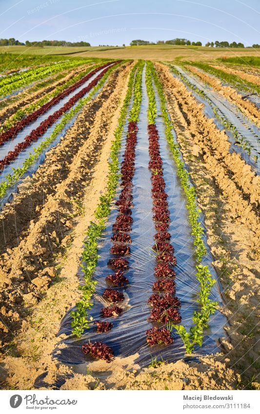 Biobauernhof mit Feldern, die mit Plastikmulch bedeckt sind. Gemüse Salat Salatbeilage Gartenarbeit Landwirtschaft Forstwirtschaft Landschaft Pflanze Erde