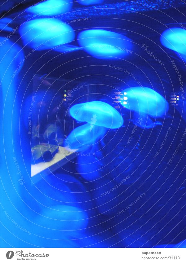 waterclouds Qualle ruhig Aquarium blau Reflexion & Spiegelung Bewegung Wasser