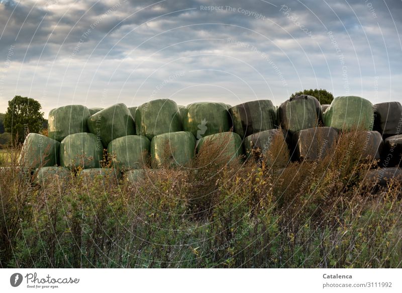 gefangen in Plastik | das ehemals grüne Gras der Weide Silageballen Futter Pflanze Unkraut Sträucher Baum Himmel Wolken Landschaft Landwirtschaft Futtermittel