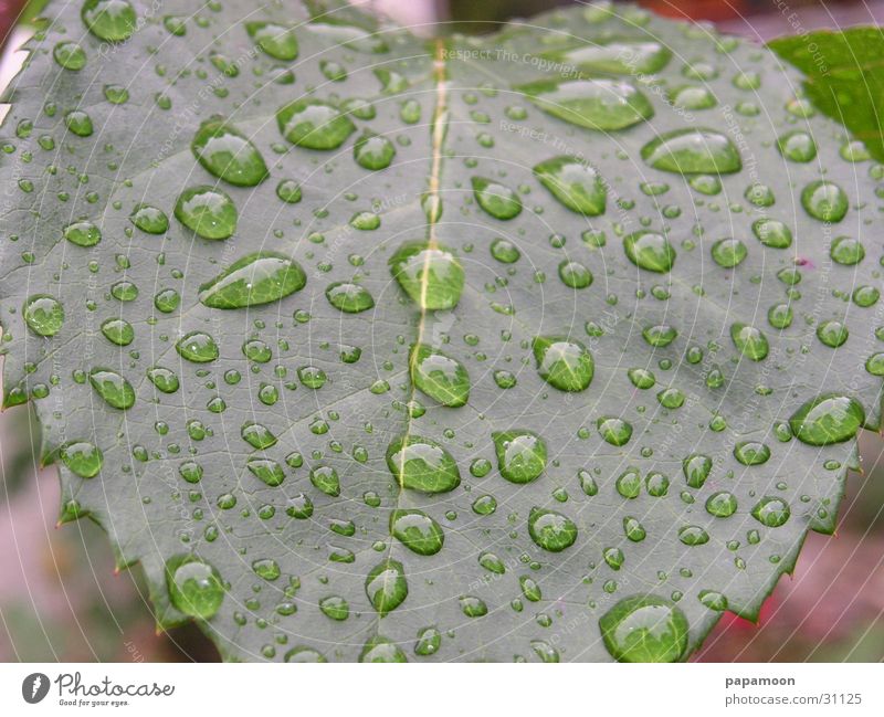 raindrops Regen Blatt nass feucht grün vergrößert Wassertropfen Linse