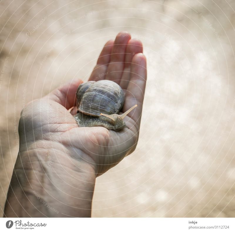 Artenvielfalt | wertvoll Hand Wildtier Schnecke Weinbergschnecken 1 Tier festhalten authentisch nah natürlich braun Tierliebe friedlich Schutz Handfläche