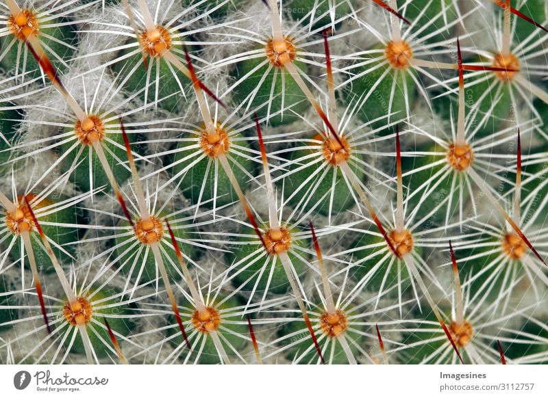 Kaktus Nahaufnahme Natur Pflanze Wildpflanze exotisch Erotik stachelig mehrfarbig Schmerz "wachsen wachstum blatt,makro natürlich scharf spitz struktur