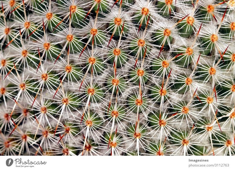 Kaktus - Und es sticht sticht sticht Natur Pflanze exotisch stachelig mehrfarbig Schmerz "Dornen kateen Nahaufnahme Hintergrund Vollbild dorn dornig abstrakt