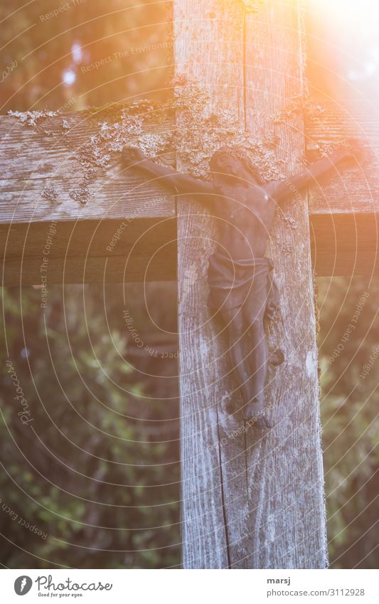 Allerheiligen Feste & Feiern Ostern Karfreitag Mensch 1 Holz Kreuz Kruzifix Kraft Hoffnung Glaube Traurigkeit Tod Schmerz Einsamkeit kreuzigen Todesstrafe