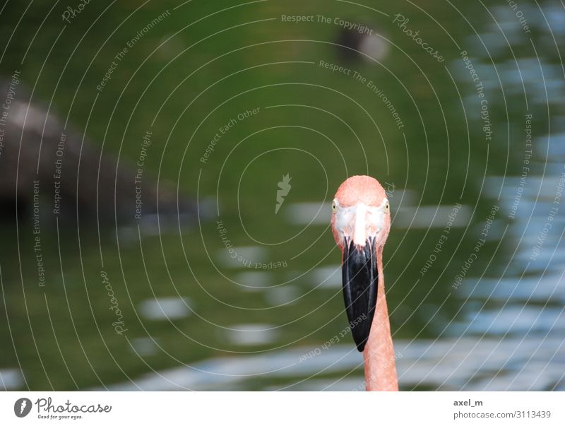 Flamingo Ausflug Sommer Natur Tier Wasser Wildtier Vogel Tiergesicht Zoo 1 ästhetisch mehrfarbig Farbfoto Außenaufnahme Nahaufnahme Textfreiraum links Tag Licht