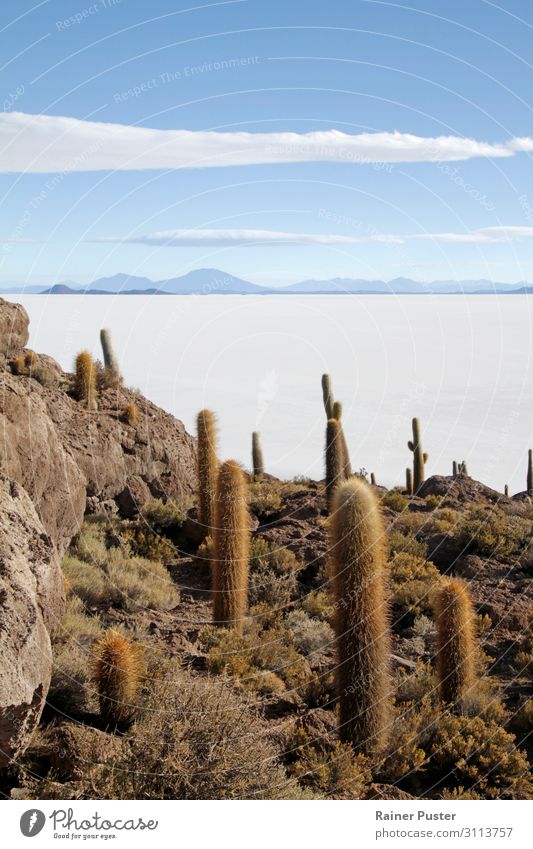 Eine Felseninsel mit Kakteen in der Salzwüste Uyuni in Bolivien Sand Himmel Hügel Berge u. Gebirge Wüste Salar de Uyuni Südamerika blau weiß Freiheit Horizont