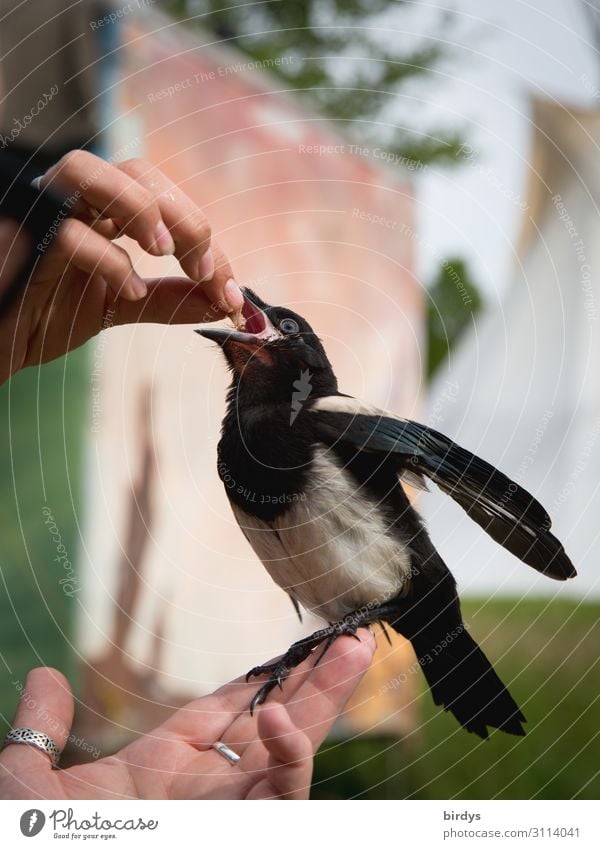 Fingerspitzengefühl l Elton will mehr Hand Sommer Wildtier Elster Jungvogel 1 Tier Tierjunges Fressen füttern authentisch positiv Vertrauen Tierliebe dankbar