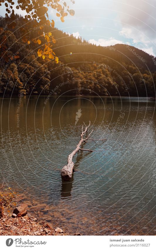 Bäume mit Herbstfarben im See in der Herbstsaison Wasser Baum Rüssel braun rot Blatt Ast Wald Berge u. Gebirge Natur Landschaft Außenaufnahme