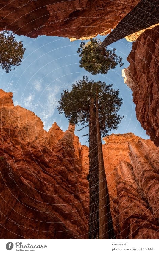 Lebenswillige Bäume in Schlucht, Bryce Canyon, Utah/USA Tourismus Ferne Natur Landschaft Himmel Baum Felsen Berge u. Gebirge Ferien & Urlaub & Reisen wandern