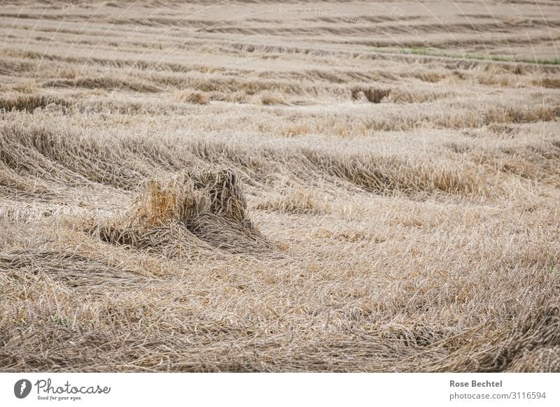 Windbruch im Kornfeld Umwelt Sommer Klimawandel Wetter Sturm Pflanze Nutzpflanze Feld braun reif Getreide Getreidefeld Getreideernte Sturmschaden beige