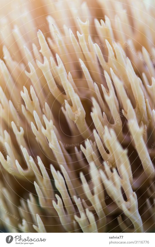 Korallenpilz Umwelt Natur Pflanze Herbst Wildpflanze Pilz Wald Wachstum außergewöhnlich Spitze weich bizarr einzigartig Vergänglichkeit Wandel & Veränderung